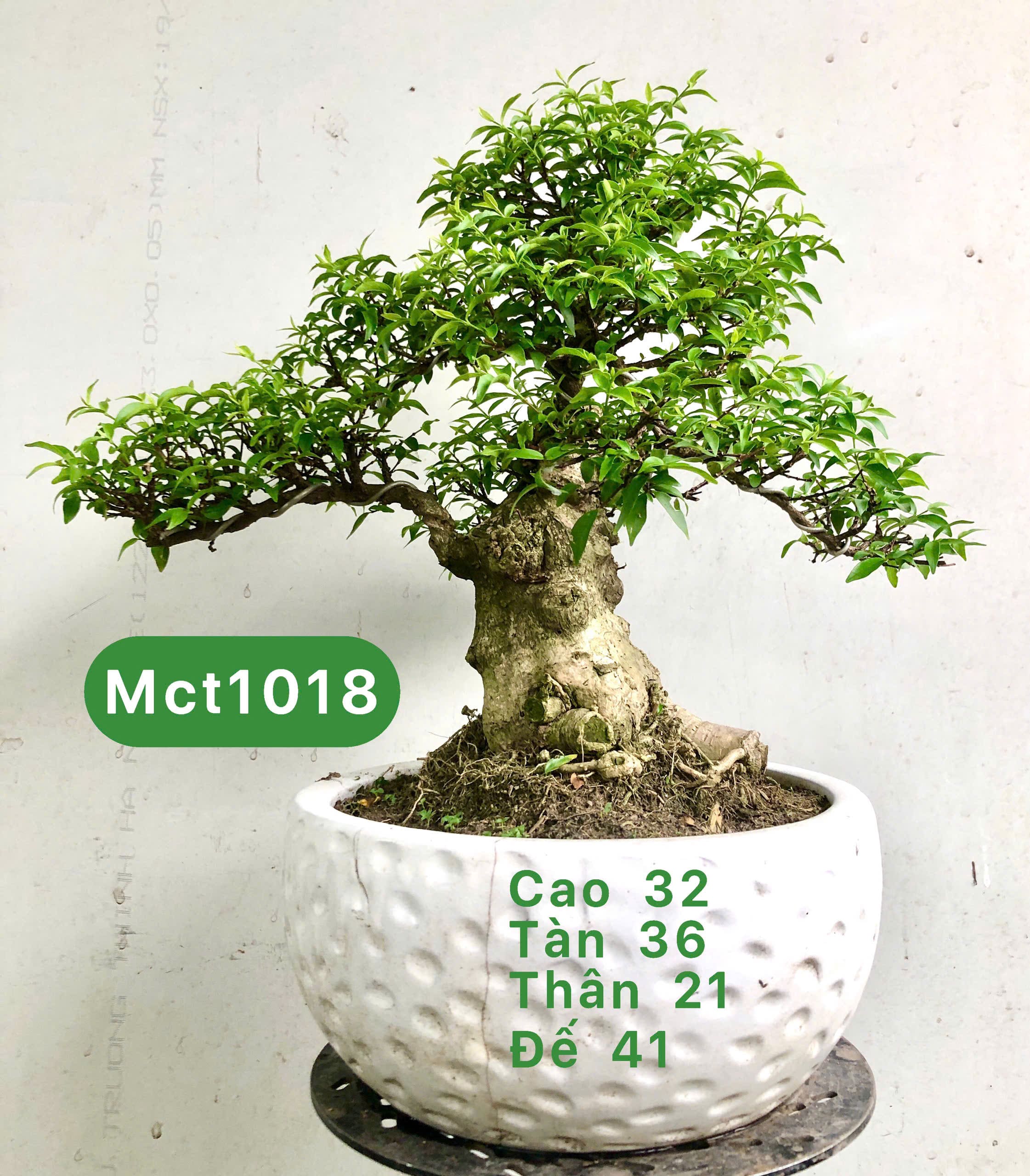 Tổng hợp cây bonsai để bàn